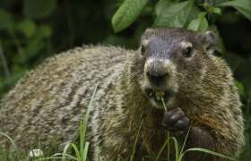 News Groundhog Day: A Slightly Sarcastic Origin Story -- but It's True for College Students