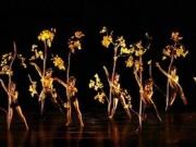 Lawrence Tickets Momix - Appleton for Lawrence University Students in Appleton, WI