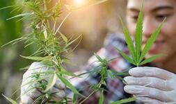Johns Hopkins Online Courses Cannabis Cultivation and Processing for Johns Hopkins University Students in Baltimore, MD