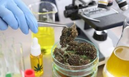 Penn State Online Courses Cannabis Processing for Penn State University Students in University Park, PA