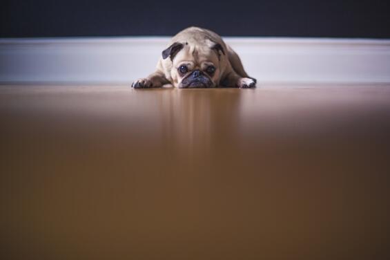 https://www.pexels.com/photo/pug-portrait-dog-closeup-47444/